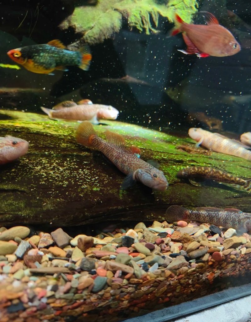 cá bống cảnh 12