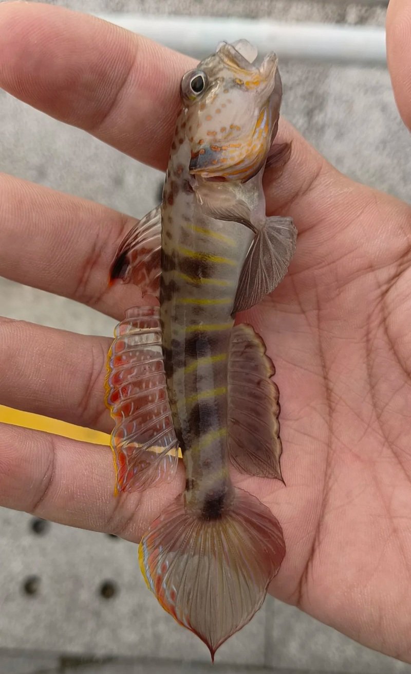 cá bống cảnh 14