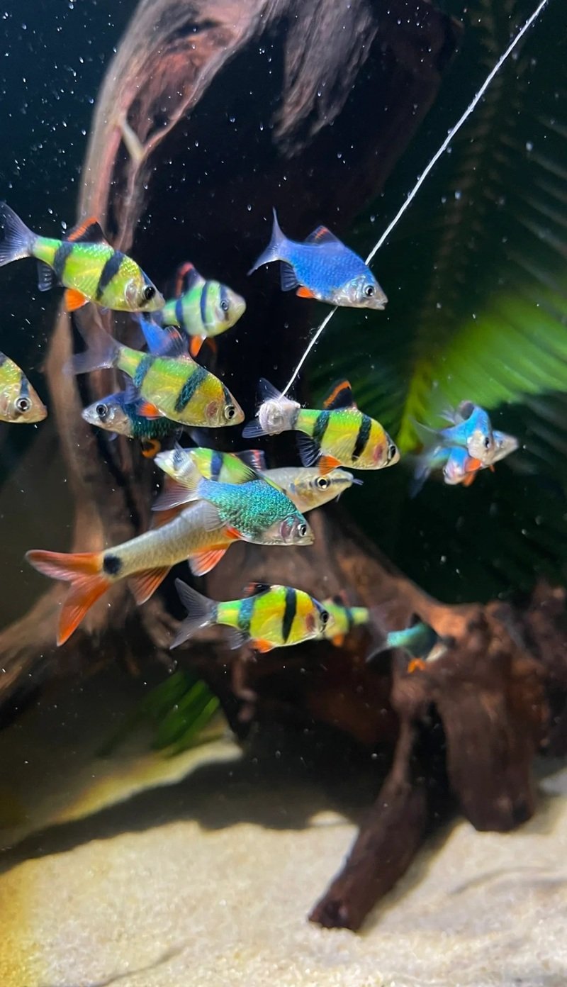 cá bống cảnh 15