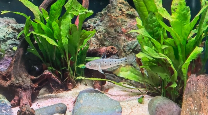 cá bống cảnh 16