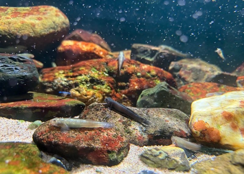 cá bống cảnh 17