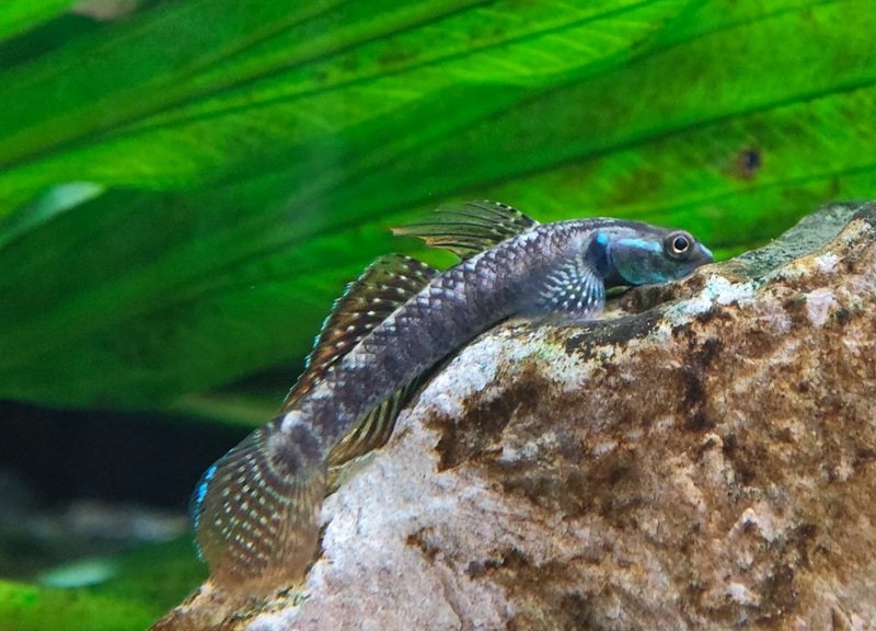 cá bống cảnh 18