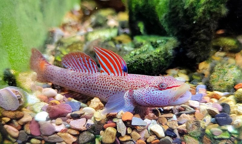 cá bống cảnh 19