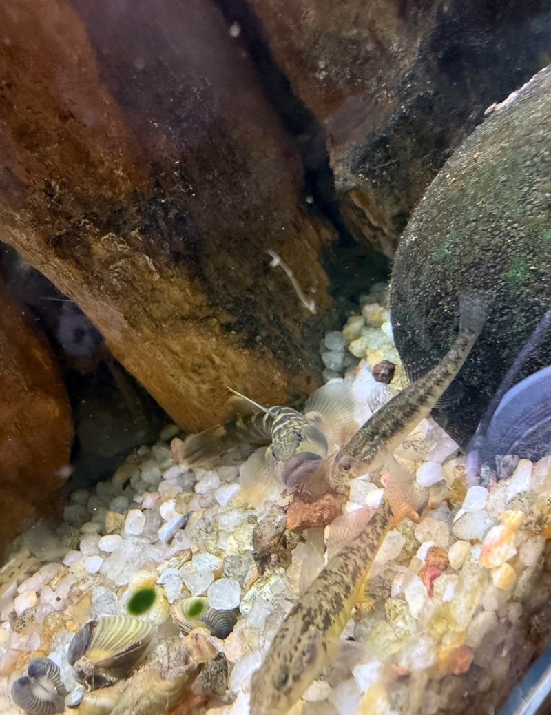 cá bống cảnh 20