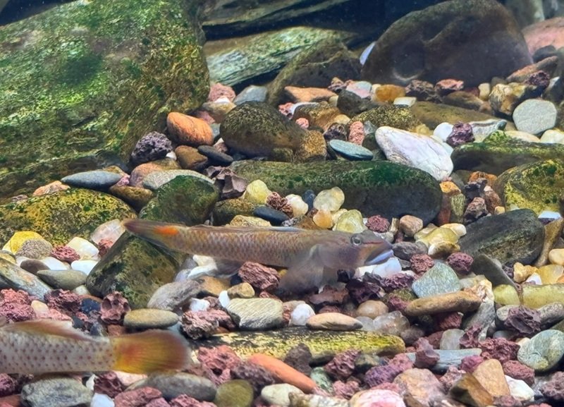 cá bống cảnh 21