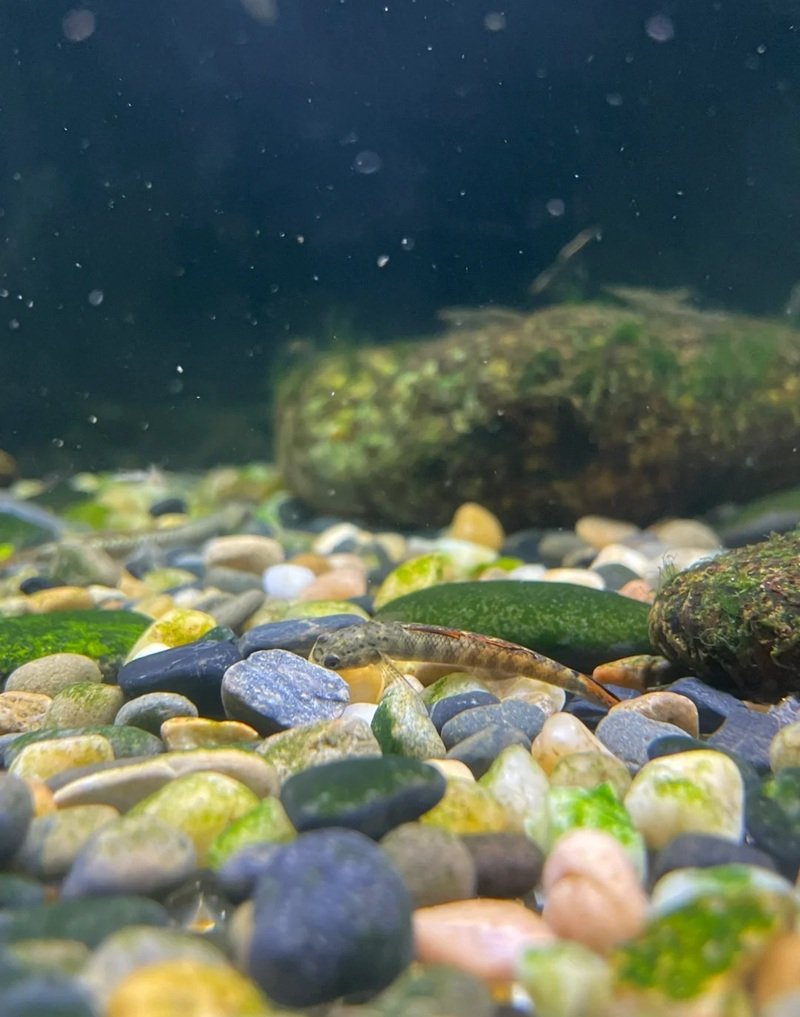 cá bống cảnh 22