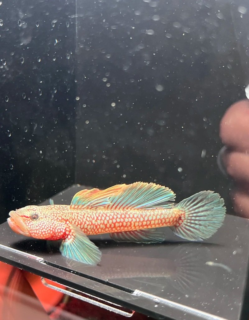 cá bống cảnh 24