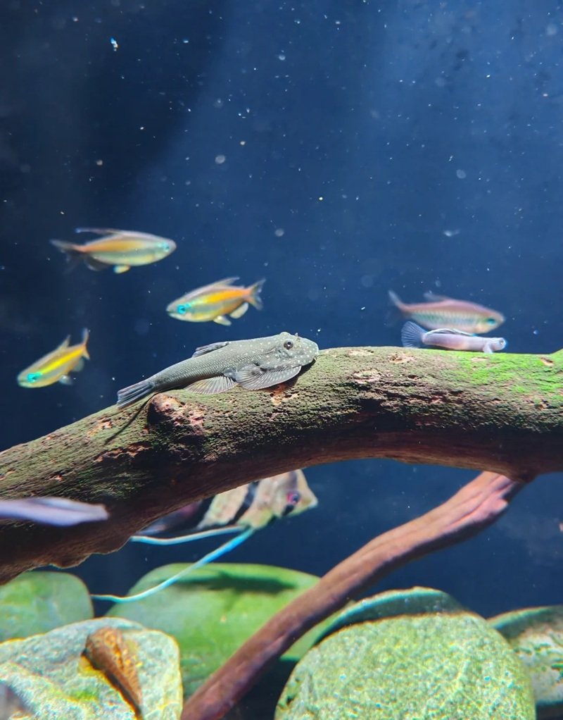 cá bống cảnh 25