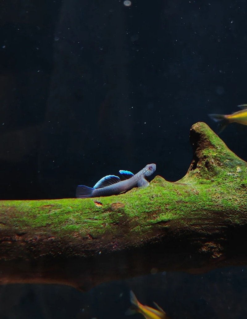 cá bống cảnh 26