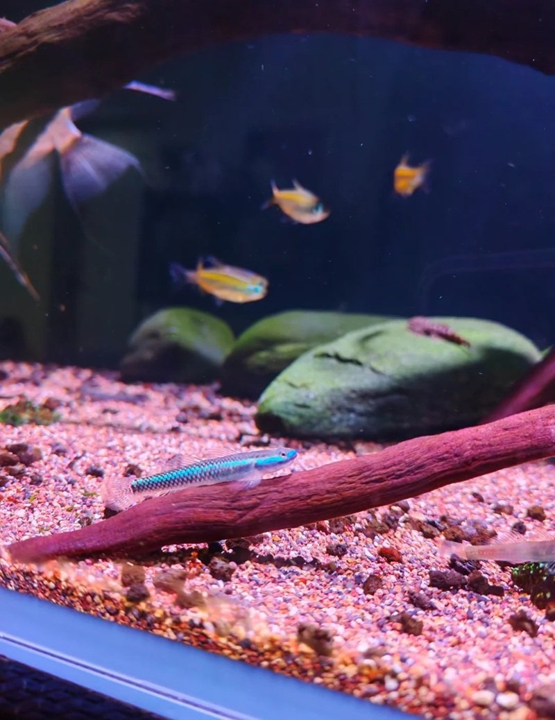 cá bống cảnh 27