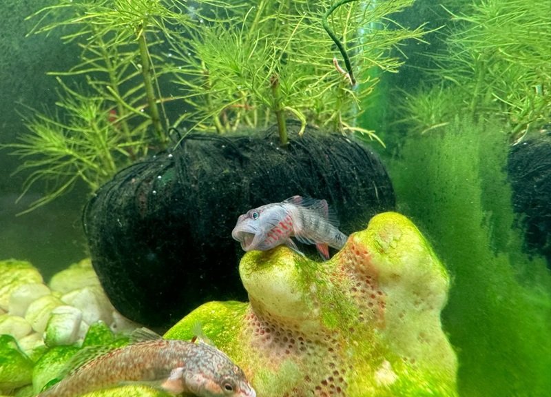 cá bống cảnh 28