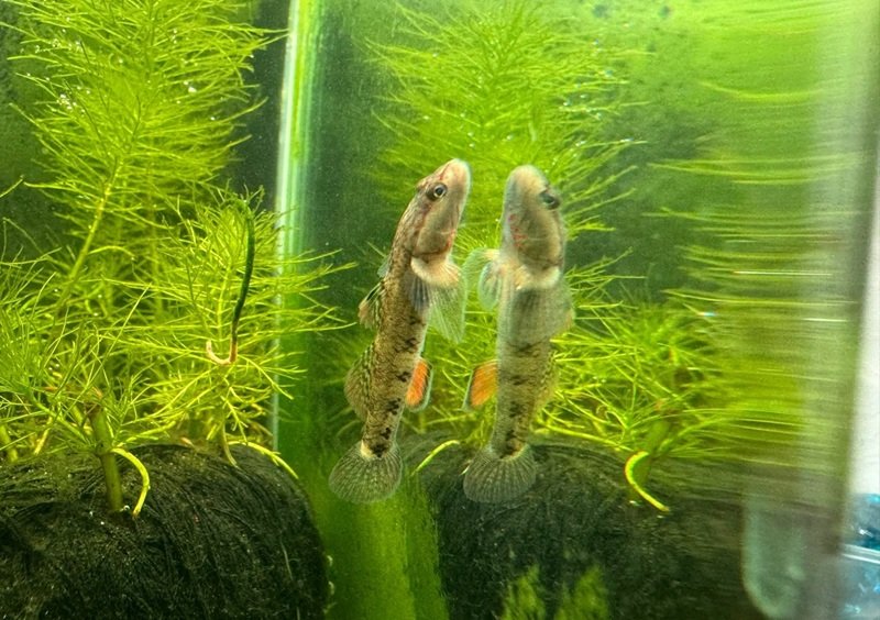 cá bống cảnh 29