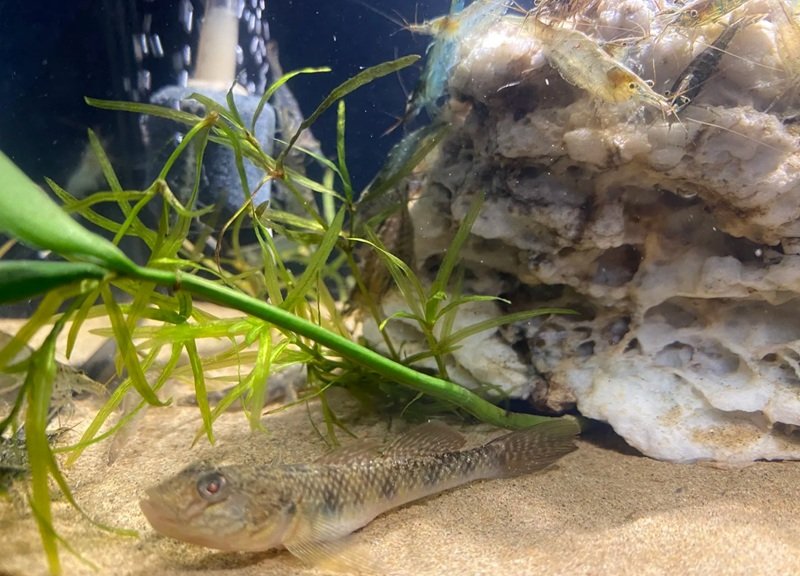 cá bống cảnh 30