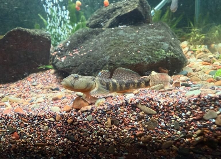 Cá Bống Cảnh – Nhỏ Gọn, Độc Lạ Và Rất Có Cá Tính