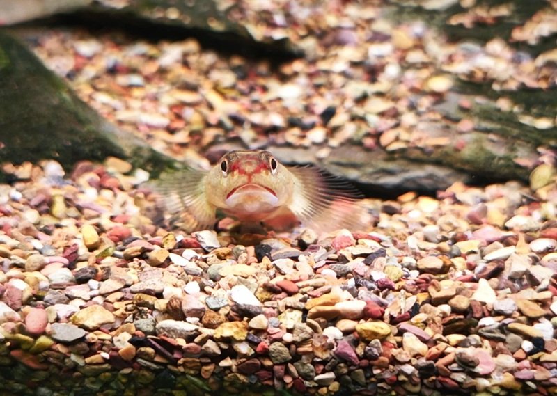 cá bống cảnh 32