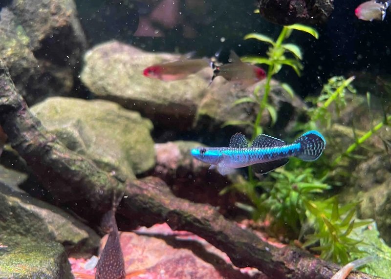 cá bống cảnh 33