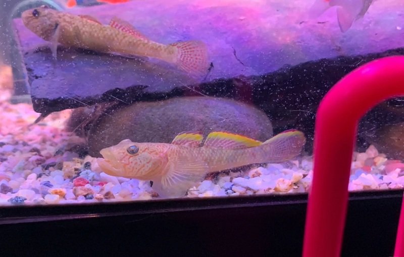 cá bống cảnh 34