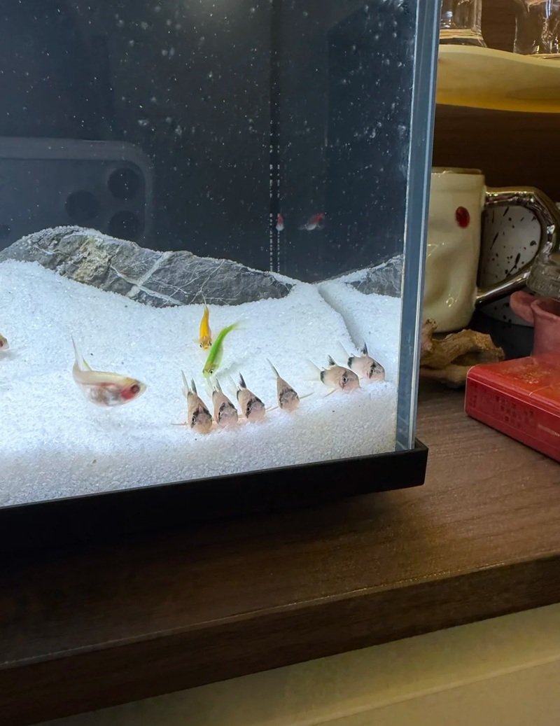 cá chuột panda 10