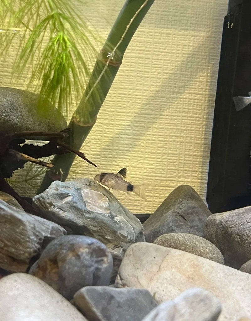 cá chuột panda 11