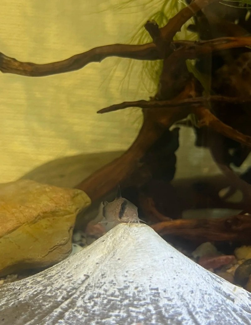 cá chuột panda 12