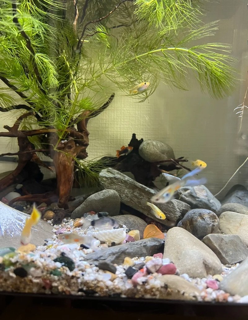 cá chuột panda 13