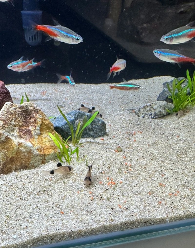 cá chuột panda 14