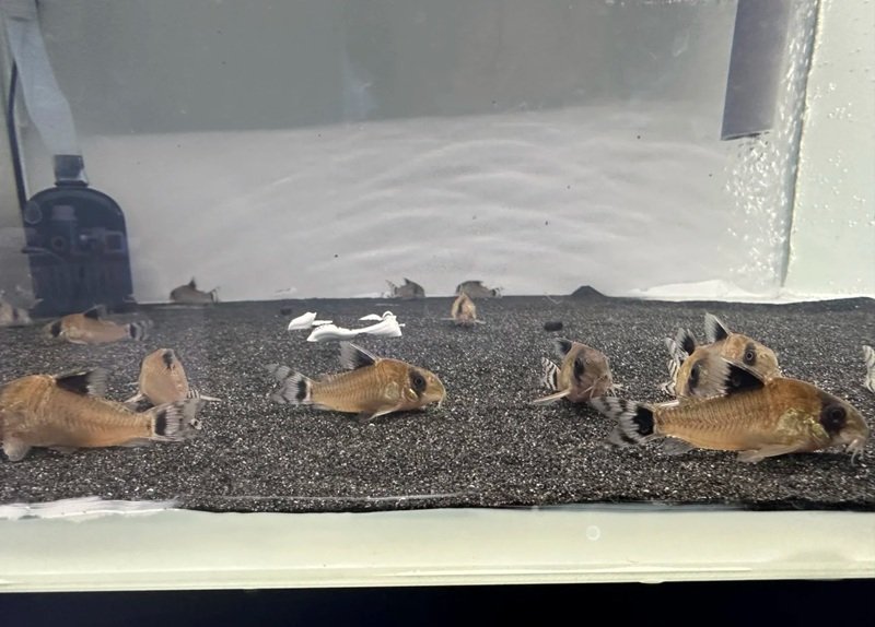 cá chuột panda 15