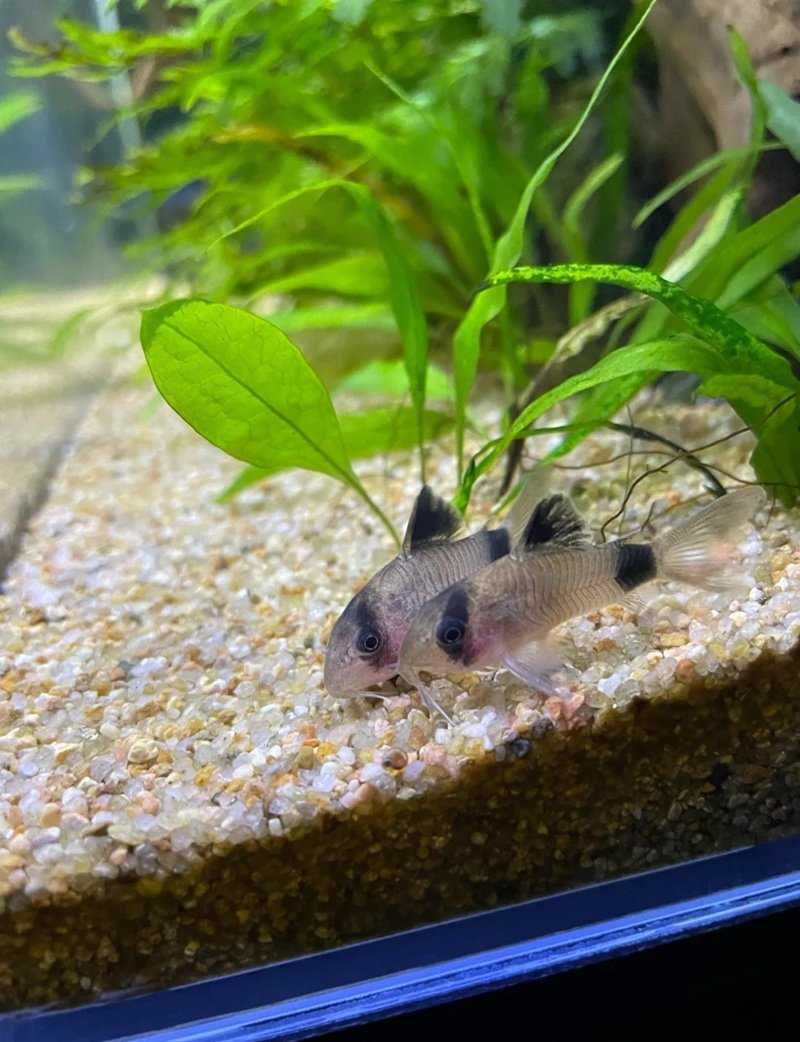 cá chuột panda 16