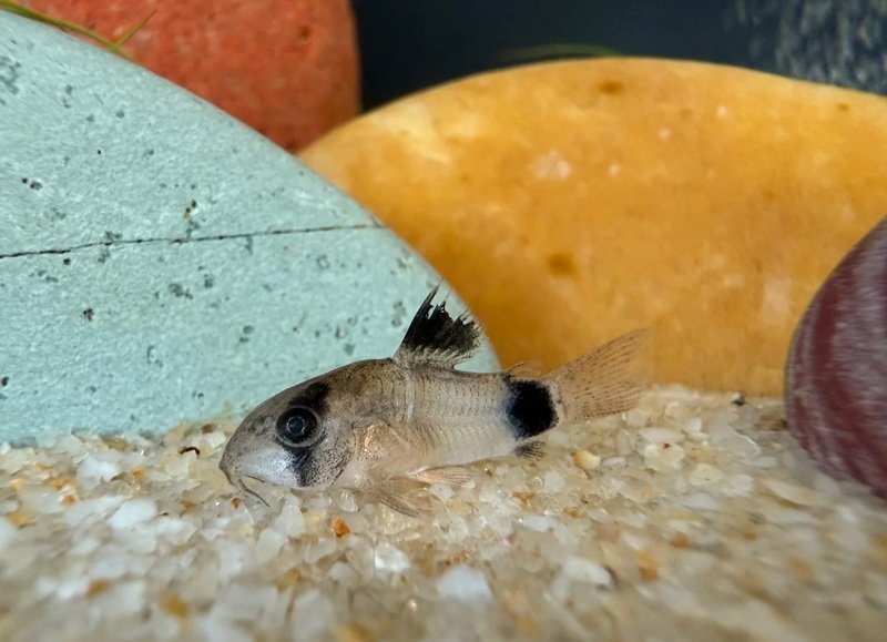 cá chuột panda 17