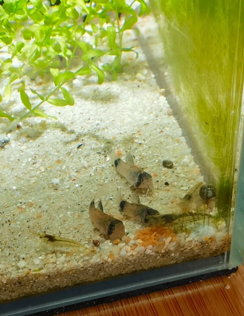 cá chuột panda 18