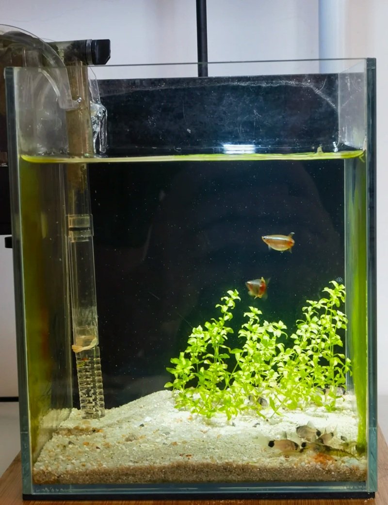 cá chuột panda 19