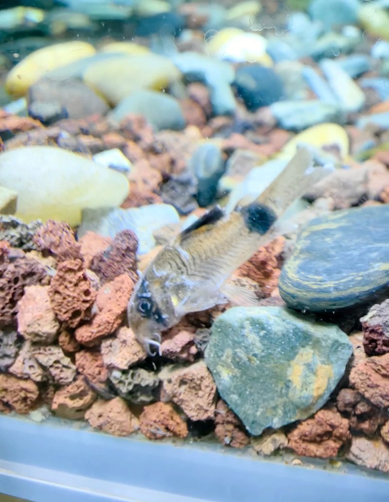 cá chuột panda 21