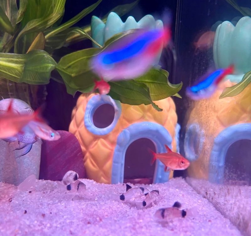 cá chuột panda 22