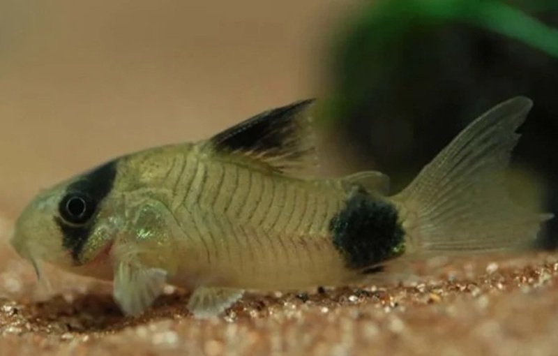 cá chuột panda 23