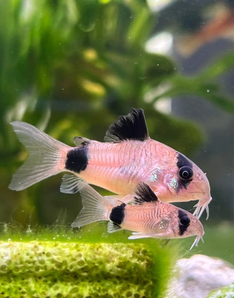 cá chuột panda 24