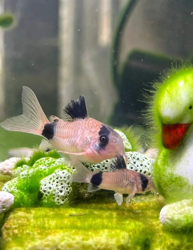 cá chuột panda 25