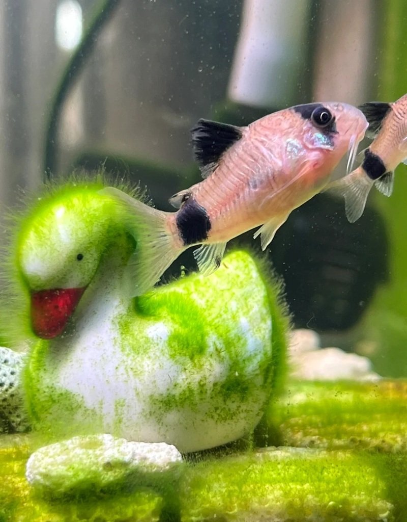 cá chuột panda 26