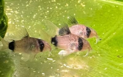 Cá Chuột Panda – Nhỏ Gọn, Hiền Lành Và Rất Đáng Yêu