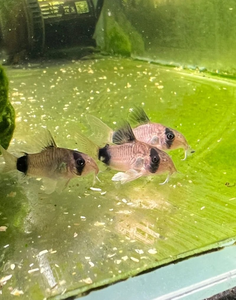 cá chuột panda 27