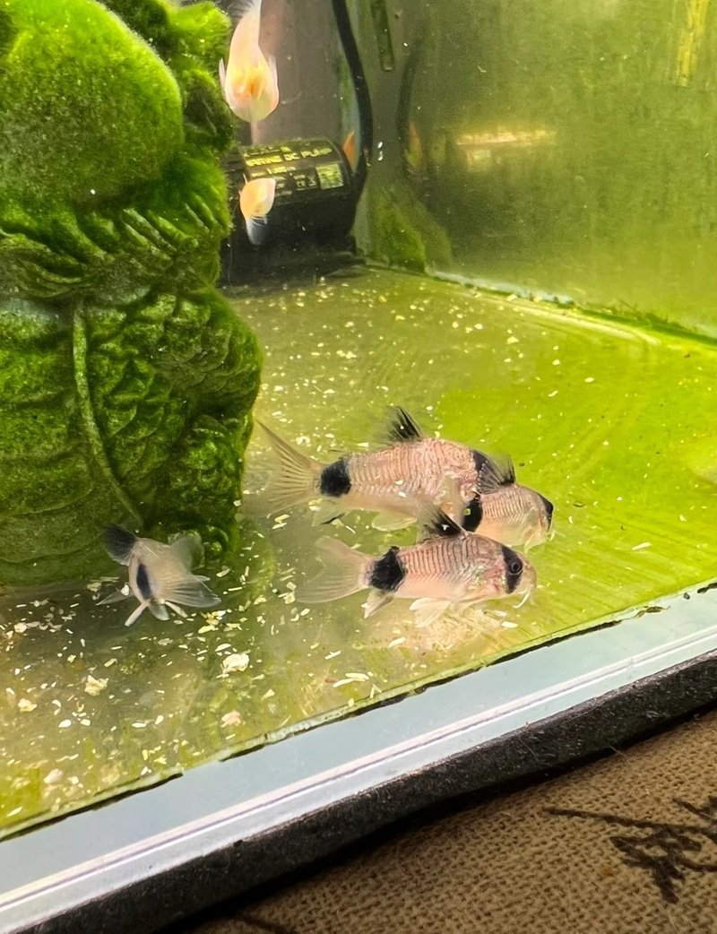 cá chuột panda 28