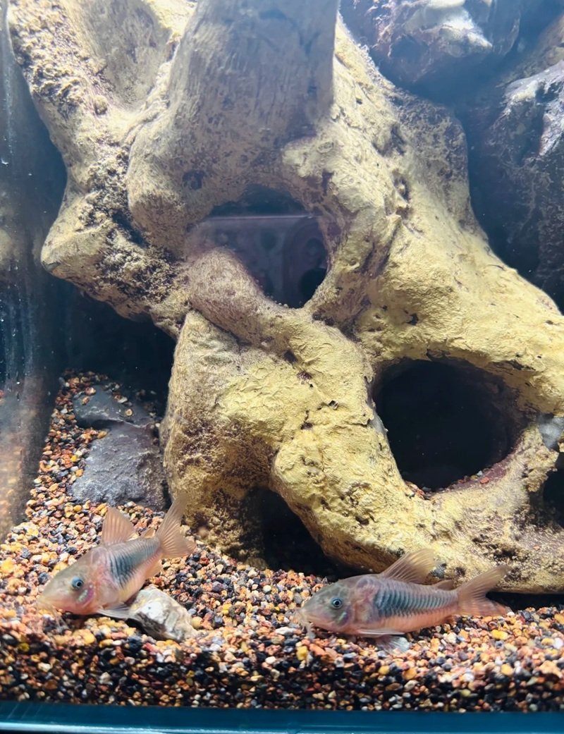 cá chuột panda 29