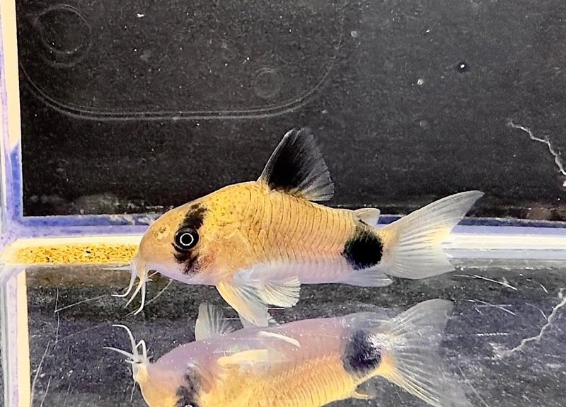 cá chuột panda 30