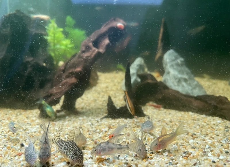 cá chuột panda 31