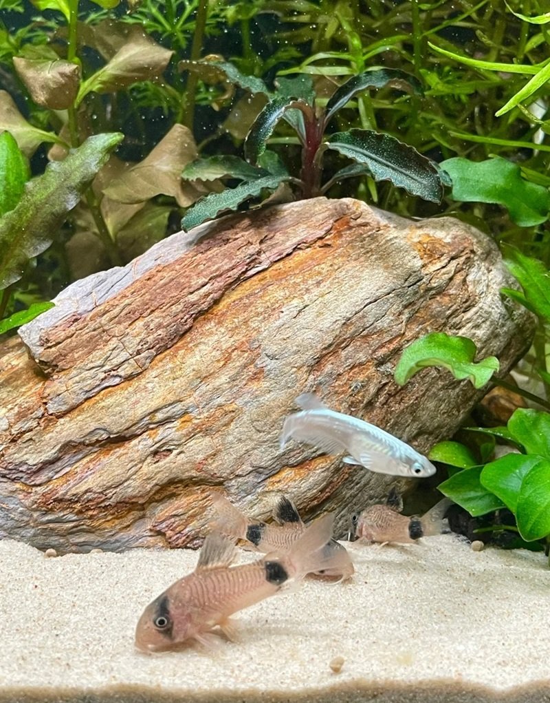 cá chuột panda 32