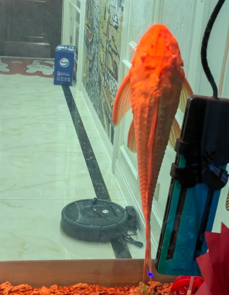 cá dọn bể 1