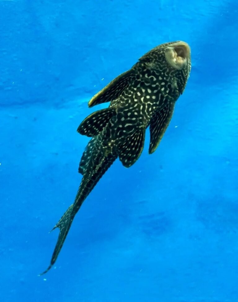 Cá Dọn Bể – Người Lau Dọn Thầm Lặng Trong Hồ Cá Cảnh