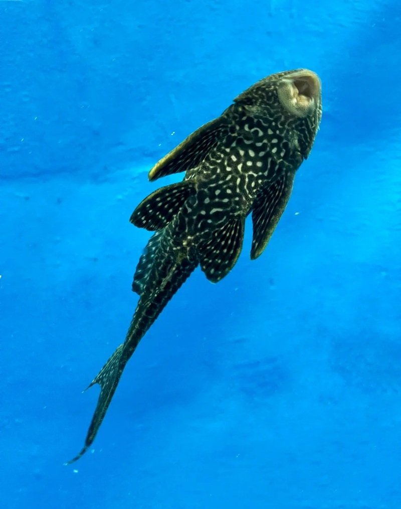 Cá Dọn Bể – Người Lau Dọn Thầm Lặng Trong Hồ Cá Cảnh