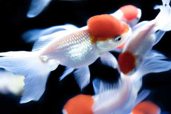 cá hạc đỉnh hồng 10