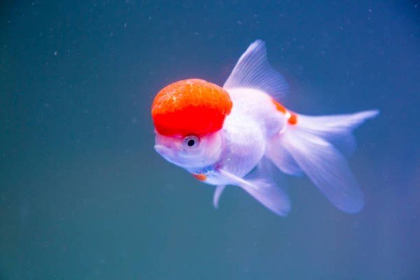 cá hạc đỉnh hồng 11