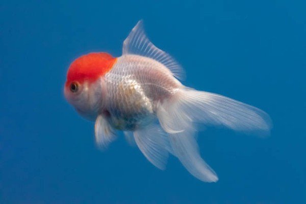 cá hạc đỉnh hồng 13